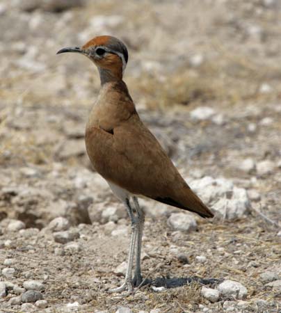 Pretty Burchell’s courser