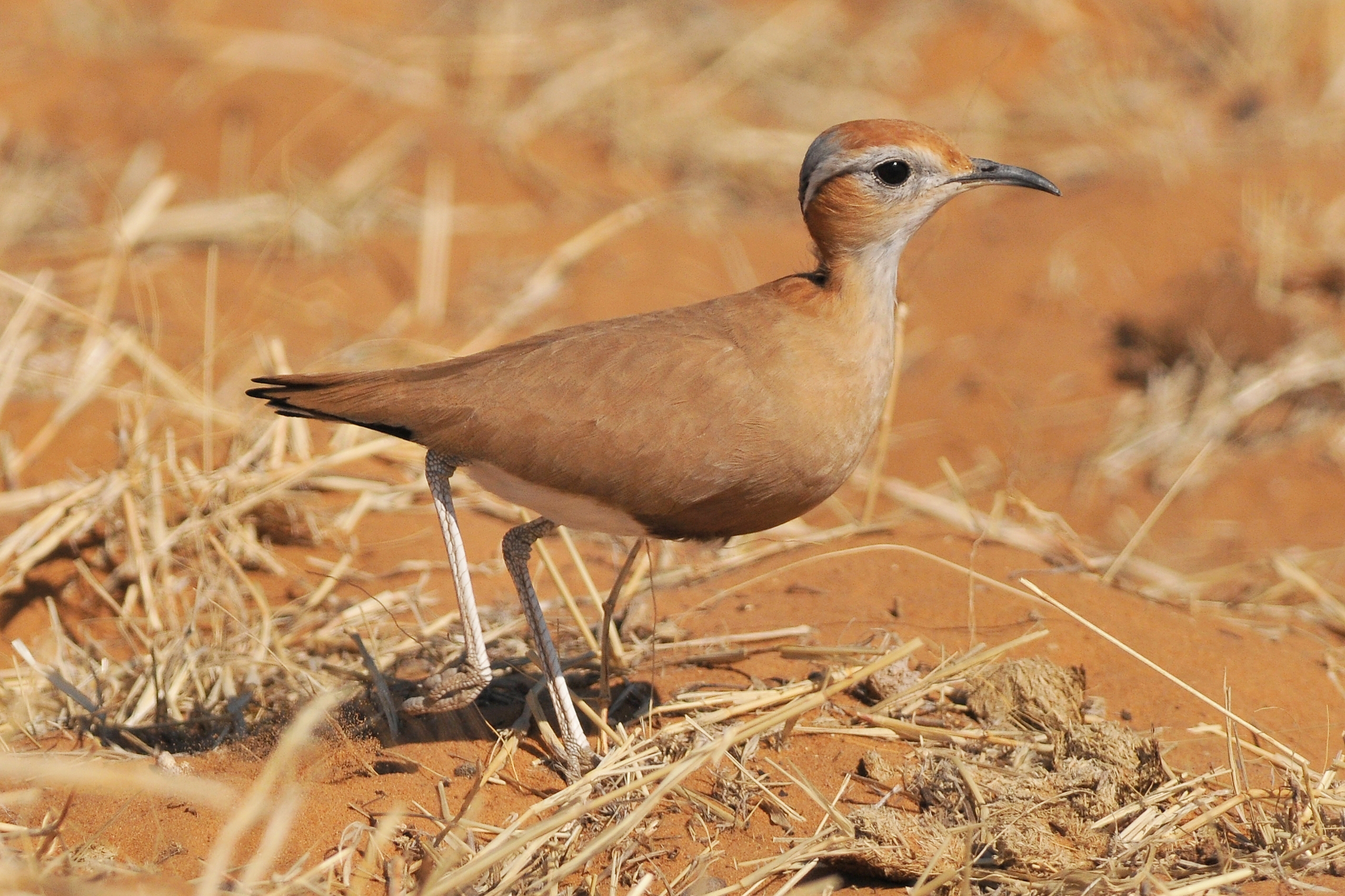 Pretty Burchell’s courser