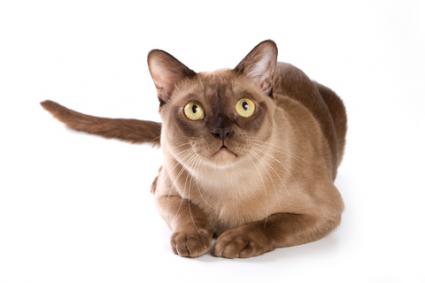 Burmese - Cat Breed