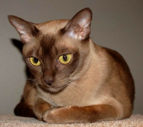 Nice Burmese - Cat Breed