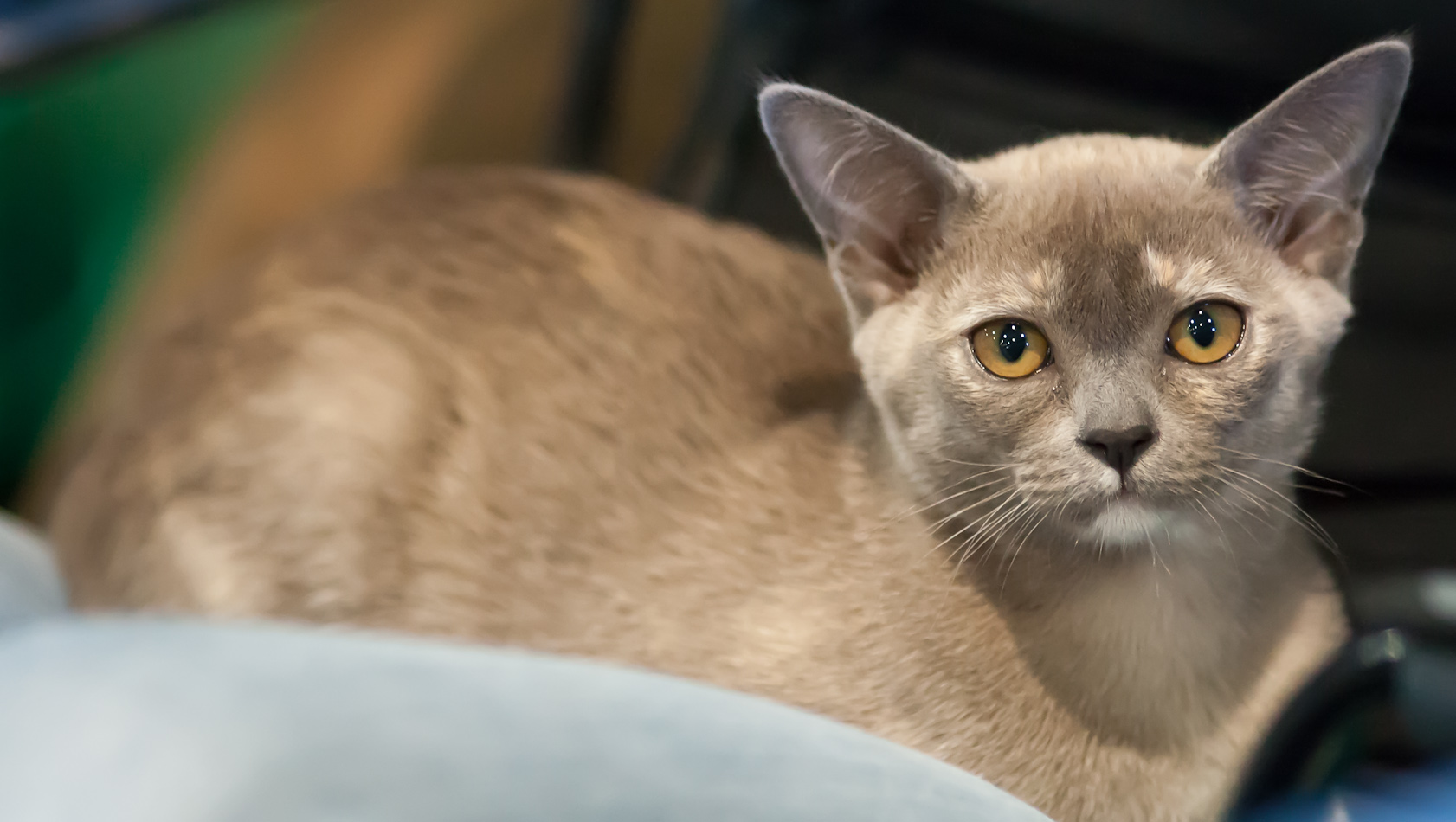Cool Burmese - Cat Breed