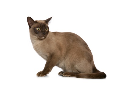 Pretty Burmese - Cat Breed