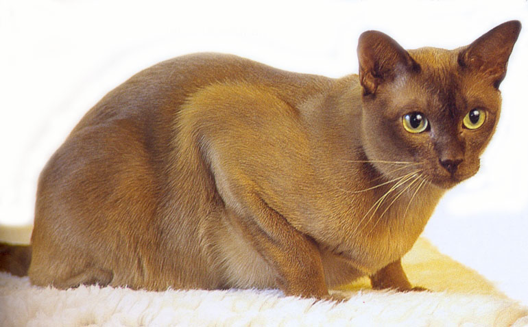 Cute Burmese - Cat Breed