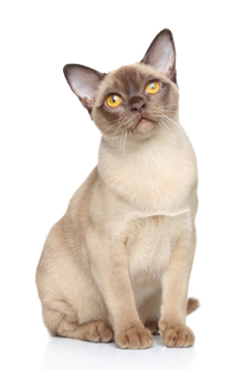Photo Burmese - Cat Breed