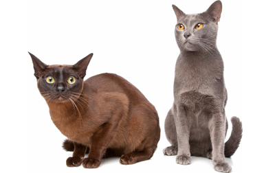 Burmese - Cat Breed photo 