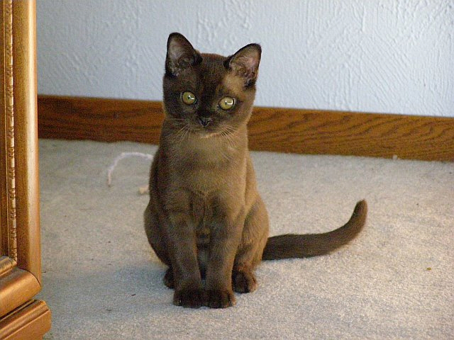 Burmese - Cat Breed wallpaper