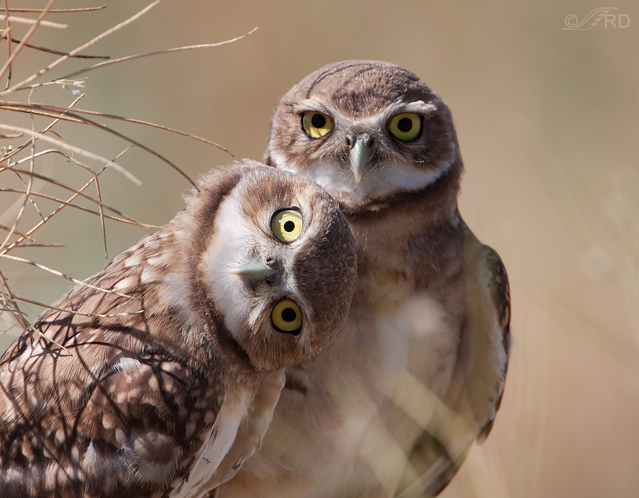 Pretty Burrowing owl