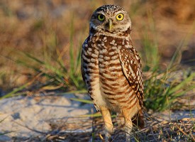 Pretty Burrowing owl
