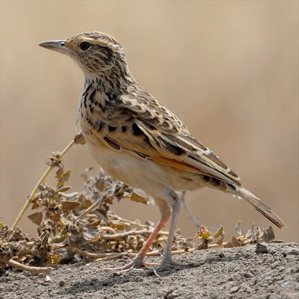 Bush pipit