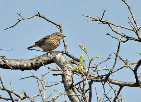 Pretty Bush pipit