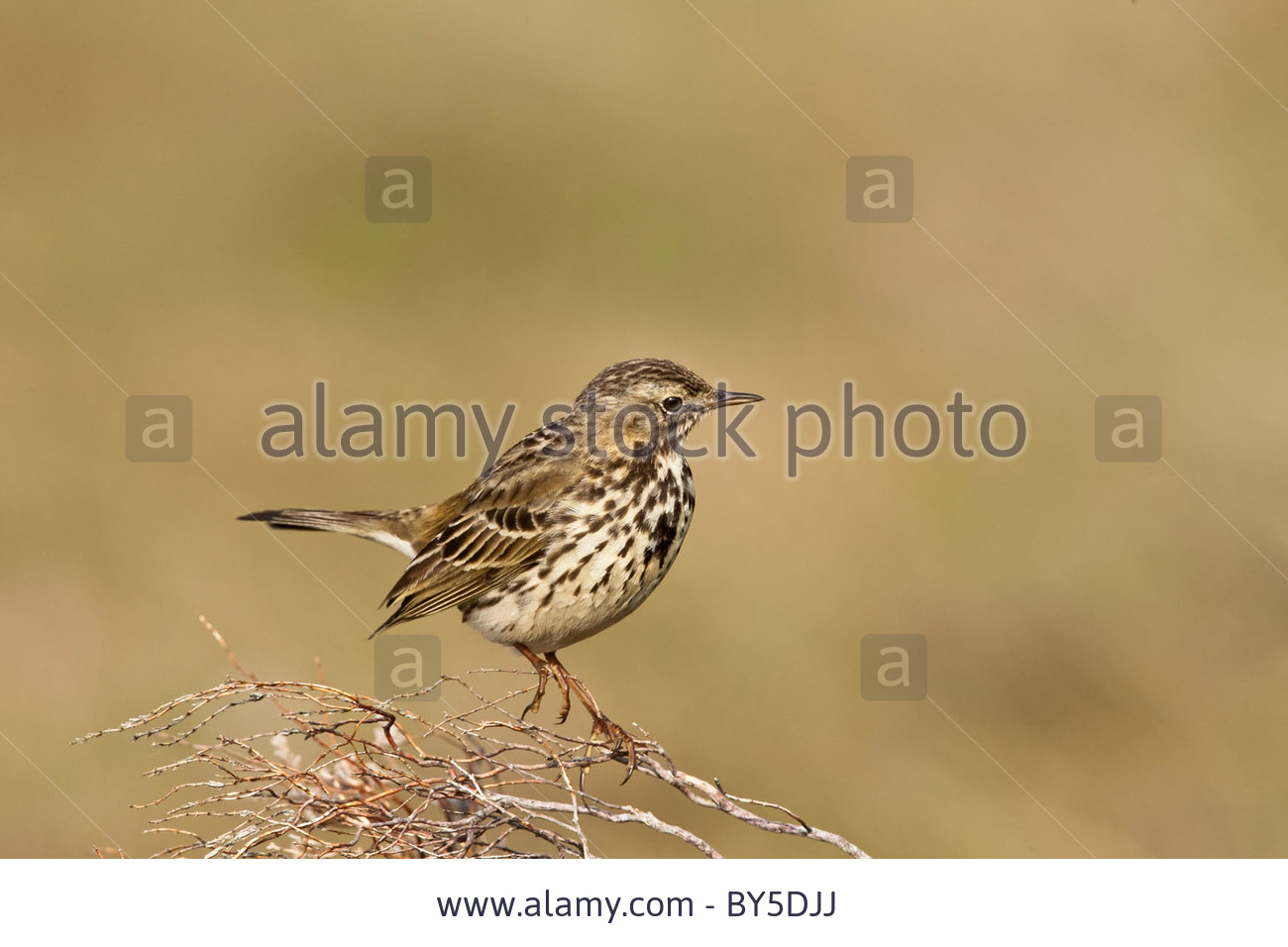 Pretty Bush pipit