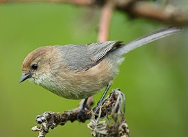 Bushtit
