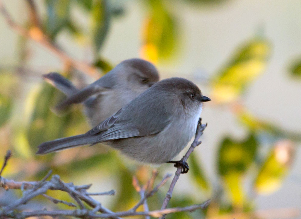 Pretty Bushtit