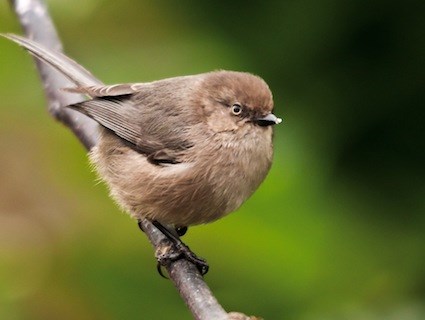 Pretty Bushtit