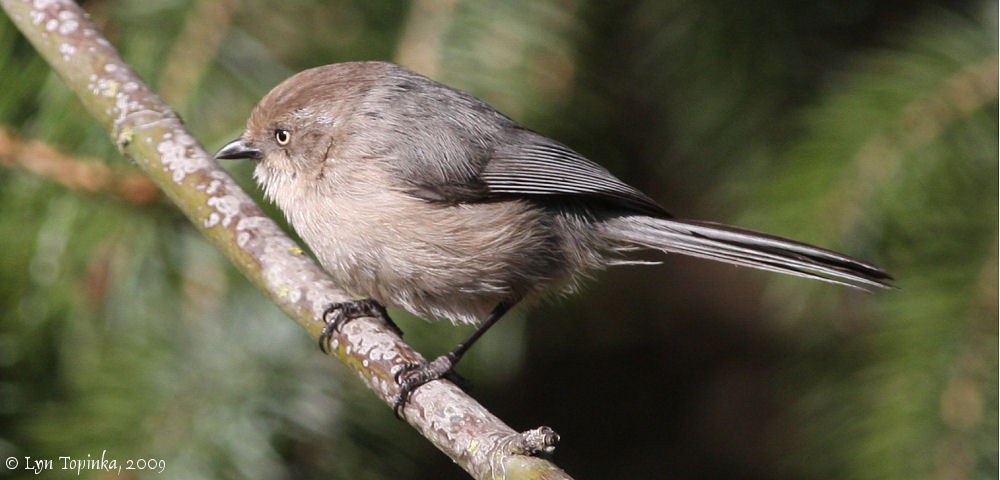 Pretty Bushtit