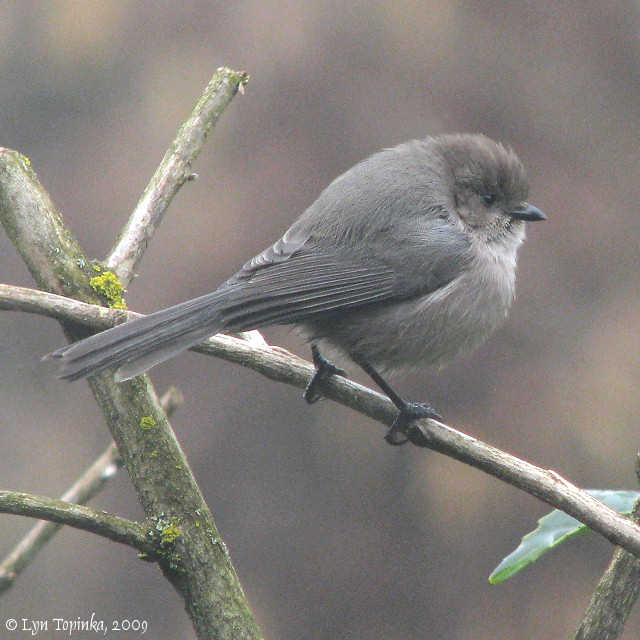 Pretty Bushtit