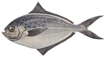Butterfish