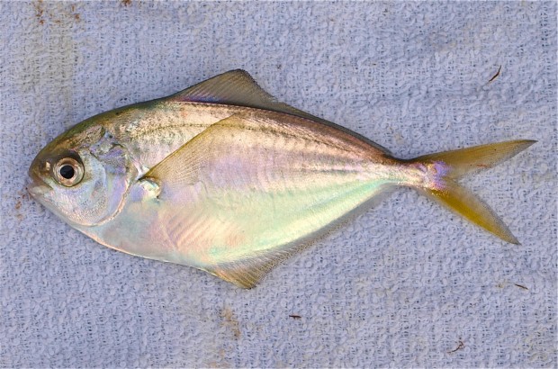 Pretty Butterfish