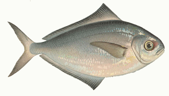 Pretty Butterfish