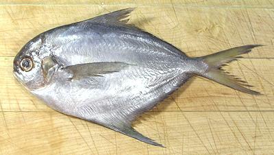 Pretty Butterfish