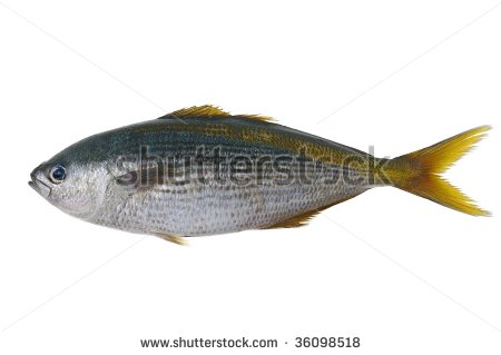 Pretty Butterfish