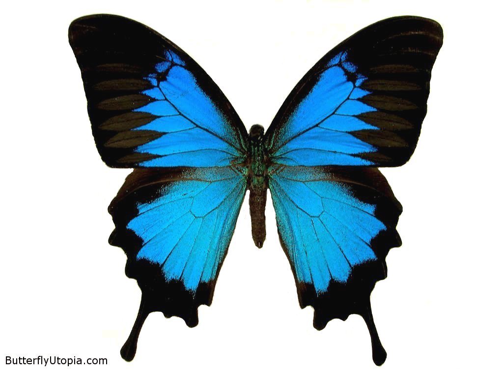 Nice Butterflies and moths