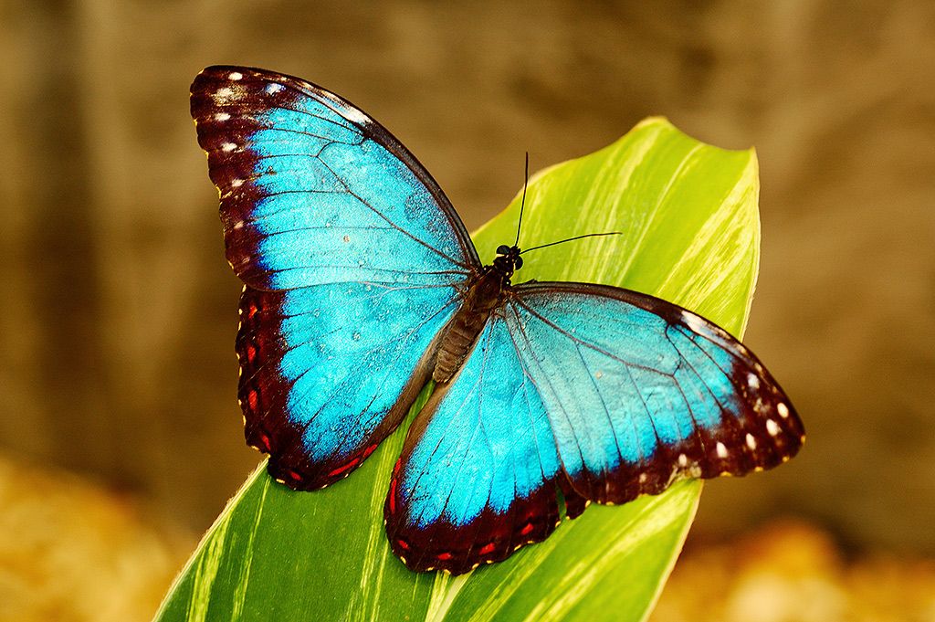 Cool Butterflies and moths
