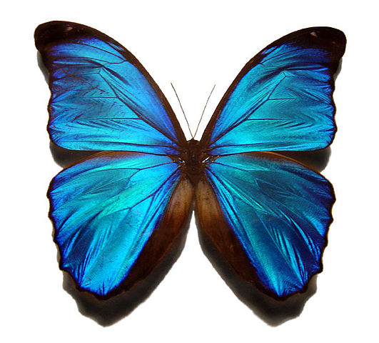 Pretty Butterflies and moths