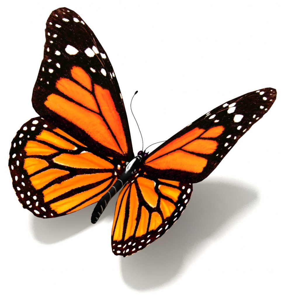 Cute Butterflies and moths