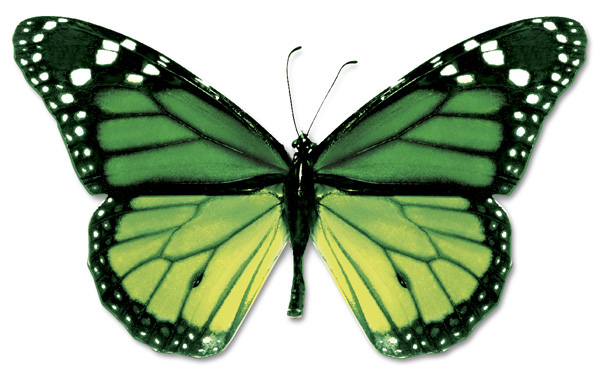 Wallpaper Butterflies and moths