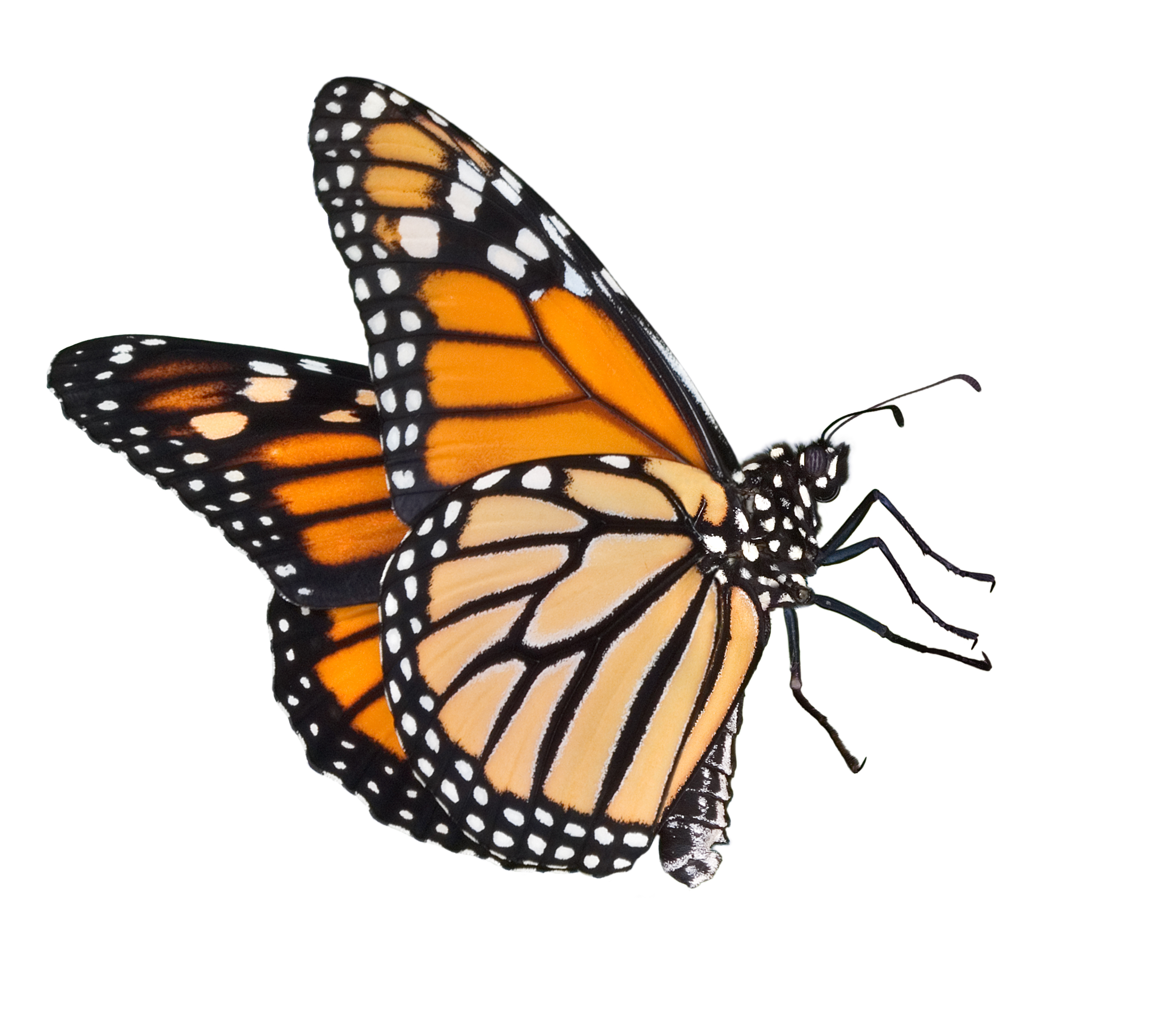 Butterflies and moths wallpaper