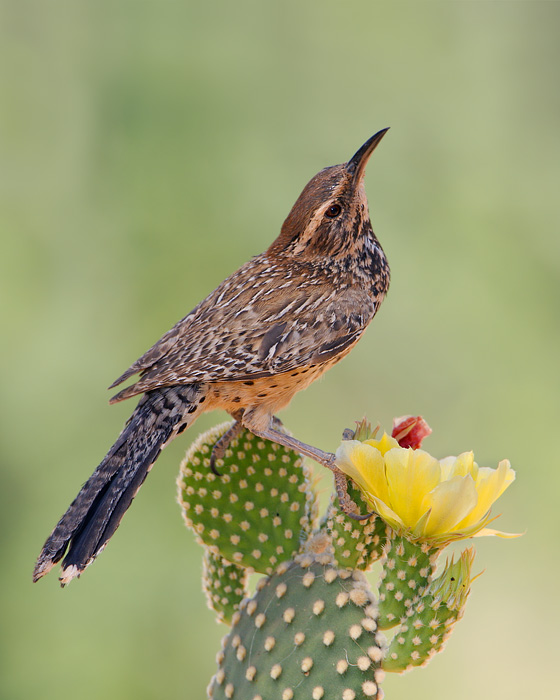 Cactus wren