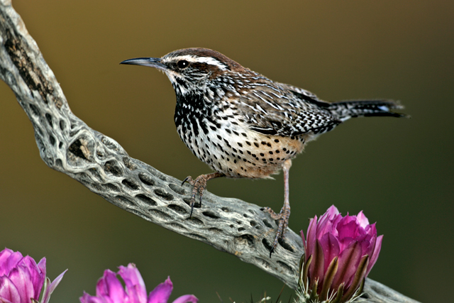Pretty Cactus wren