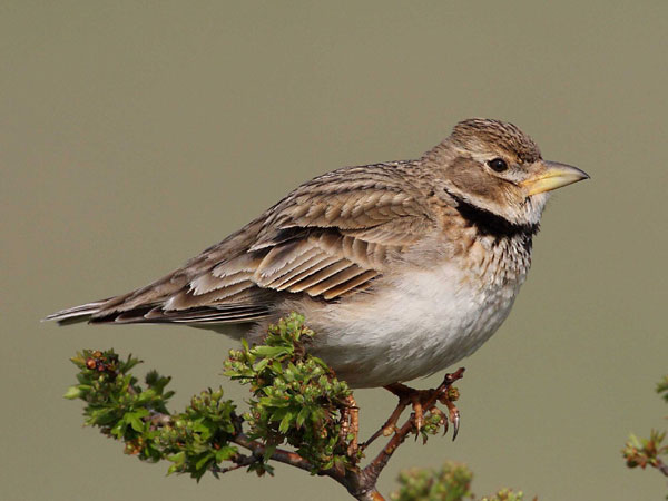 Calandra lark
