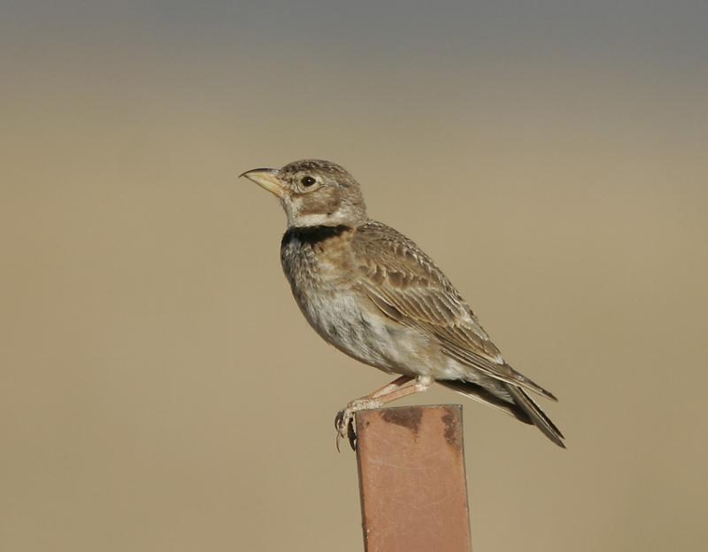 Pretty Calandra lark