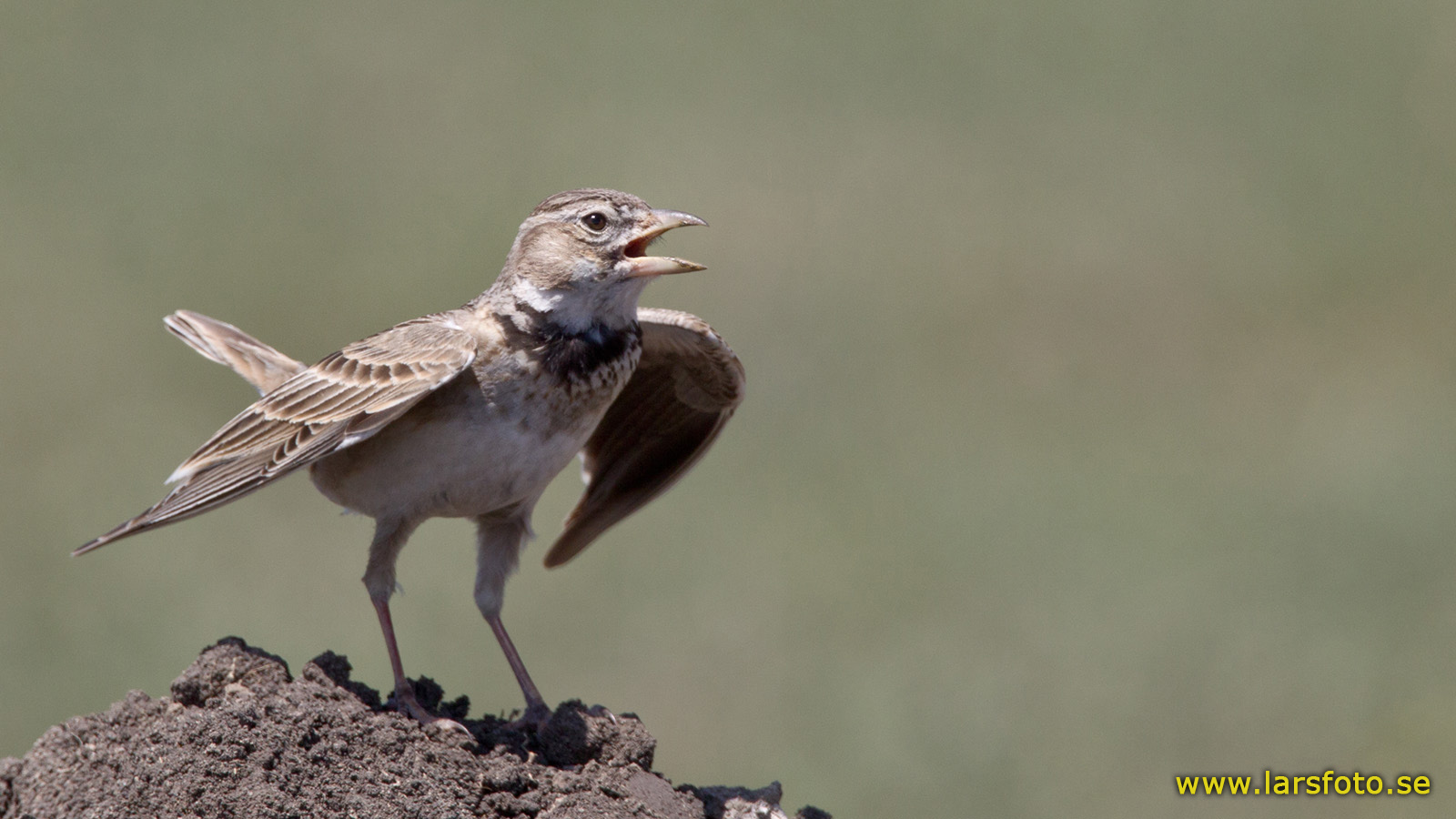 Pretty Calandra lark