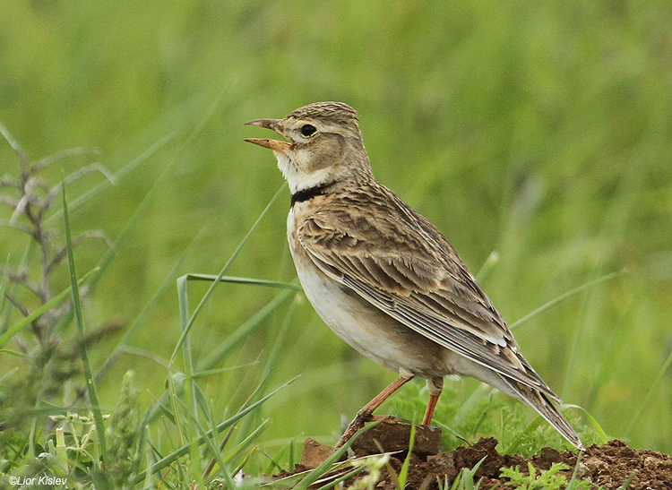 Pretty Calandra lark