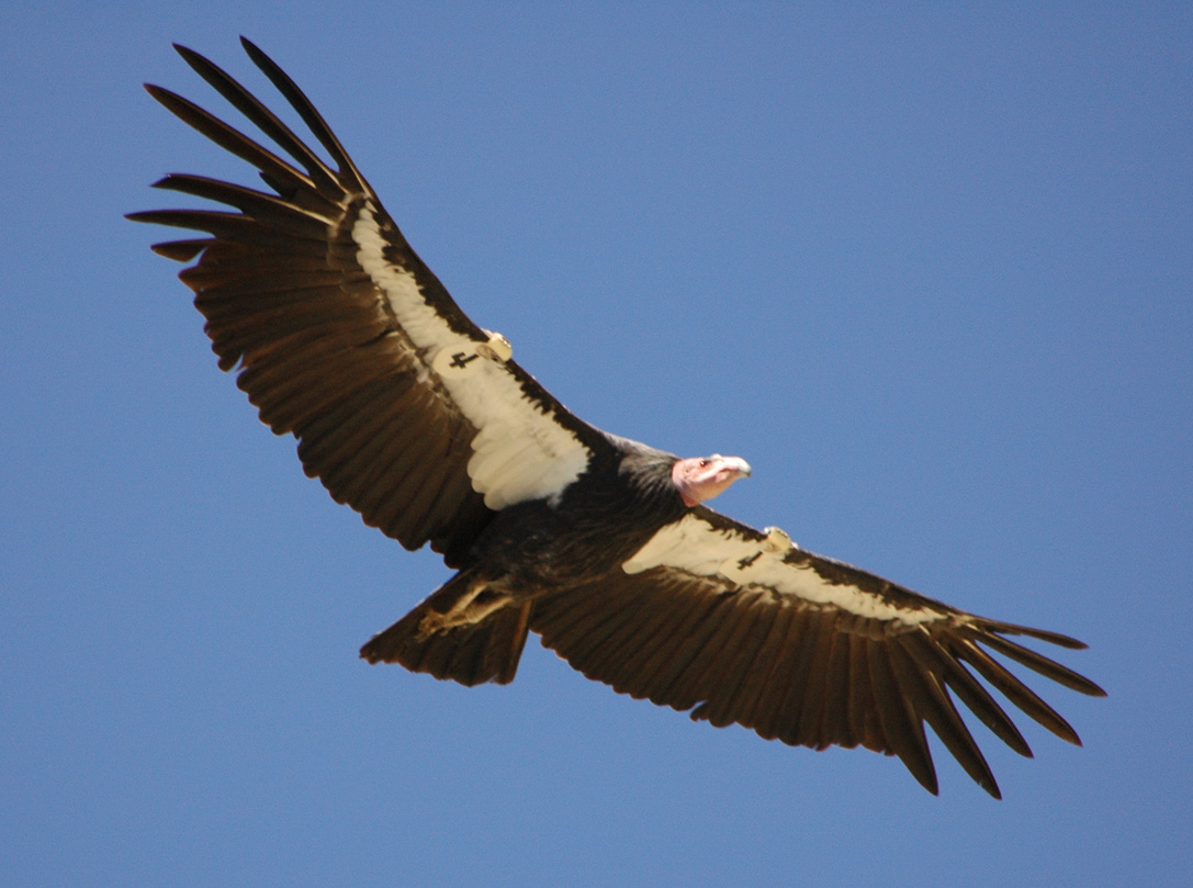 California condor