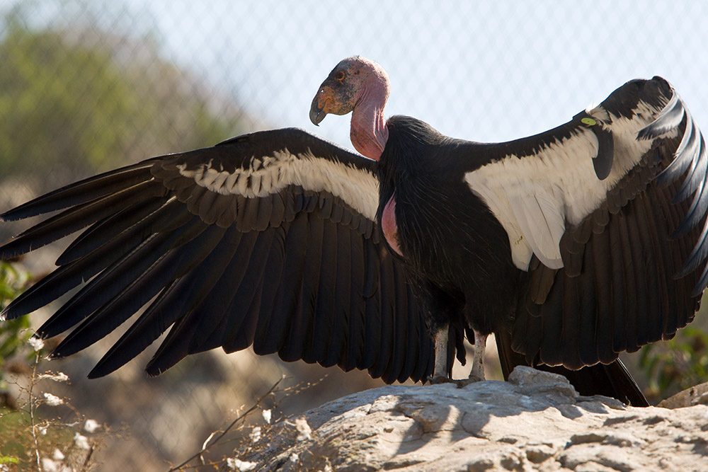 Pretty California condor