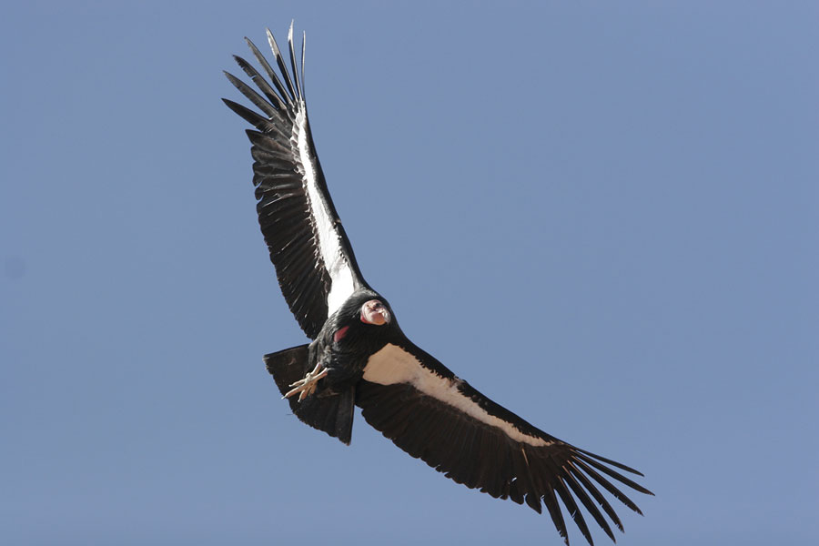 Pretty California condor