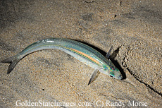 California grunion