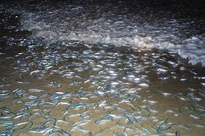 Pretty California grunion
