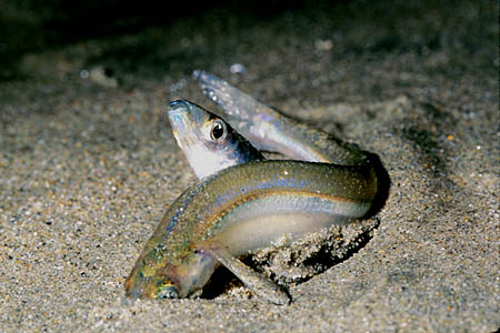 Pretty California grunion