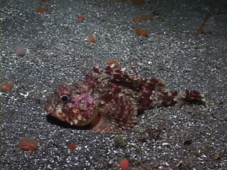 Pretty California scorpionfish
