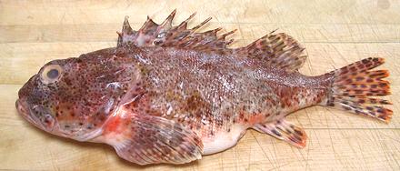 Pretty California scorpionfish