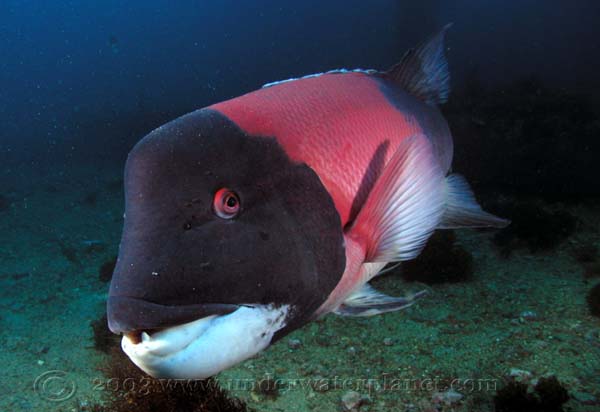 California sheephead