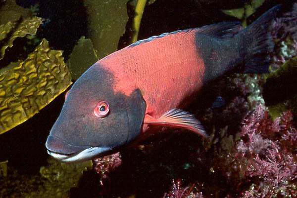 Pretty California sheephead