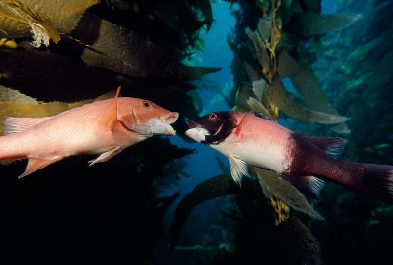 Pretty California sheephead