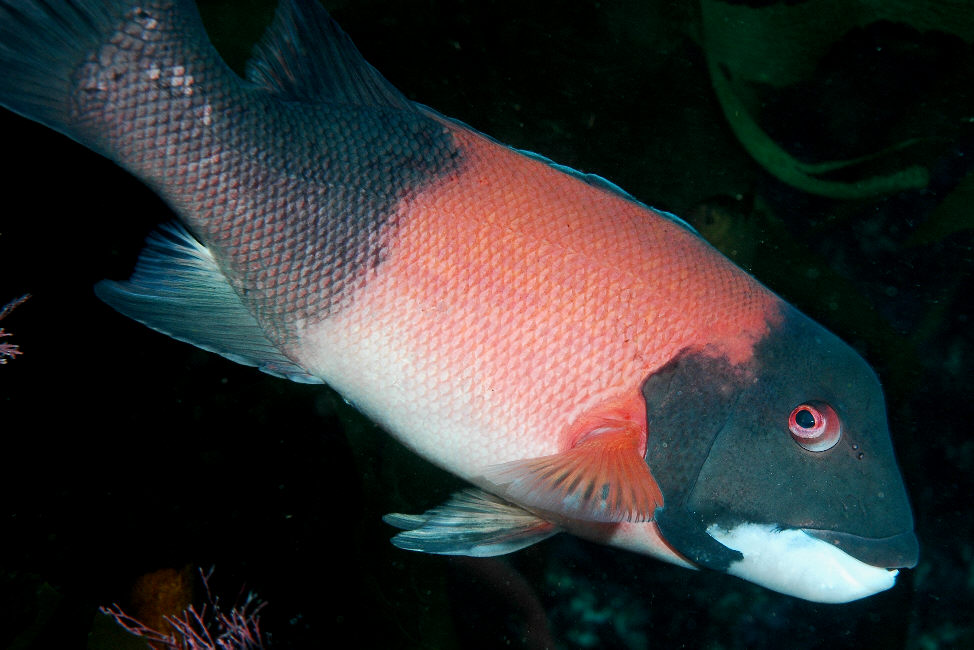 Pretty California sheephead