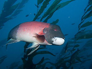 Pretty California sheephead